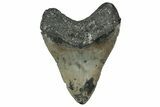 Fossil Megalodon Tooth - North Carolina #358911-2